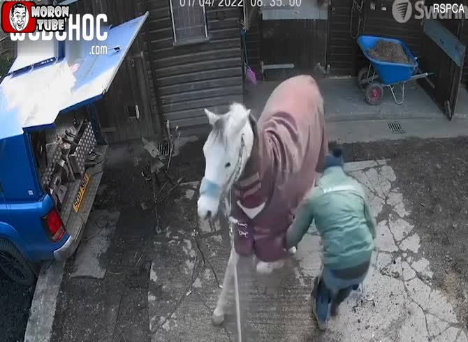 Video :A farrier using hammers to strike a horse is captured on video by a surveillance system